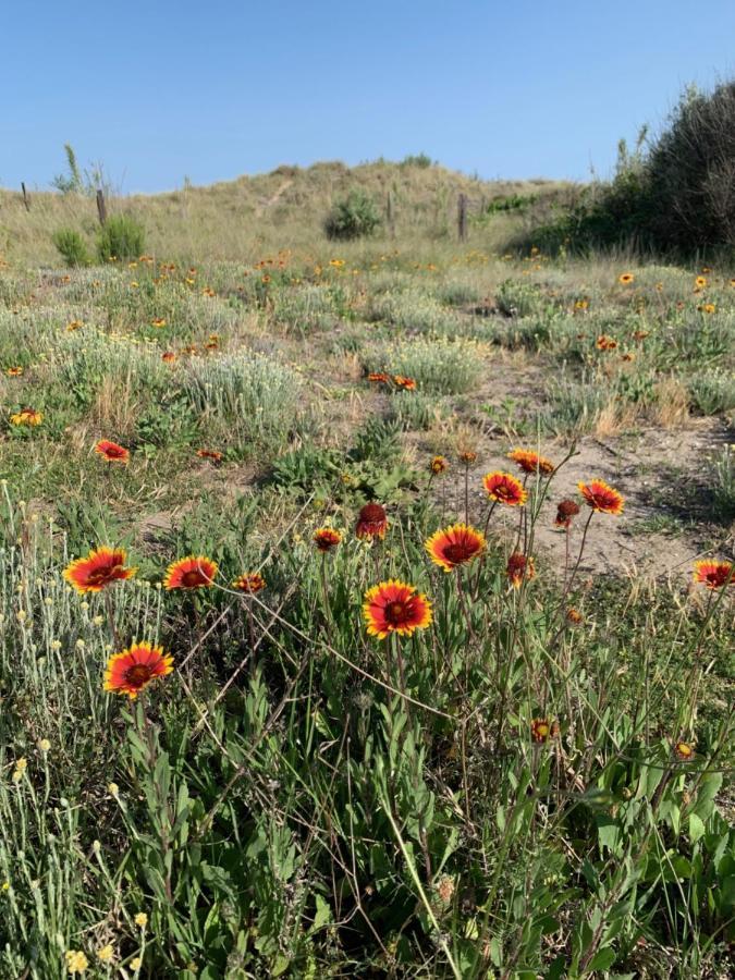 Mon Petit Paradis: Beachfront Dune Views With Private Terrace Apartment Marseillan (Herault)